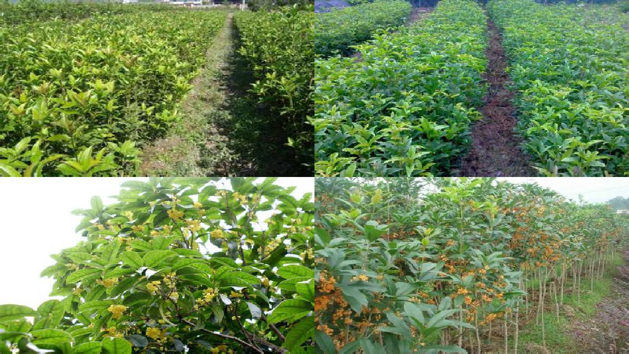 桂花苗价格(塑料大棚桂花的有机肥处理及复合肥调配技术)1660666087030