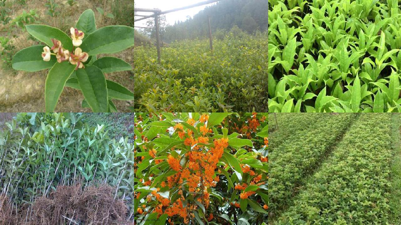桂花苗价格:新疆桂花树主要病虫害防治策略分析