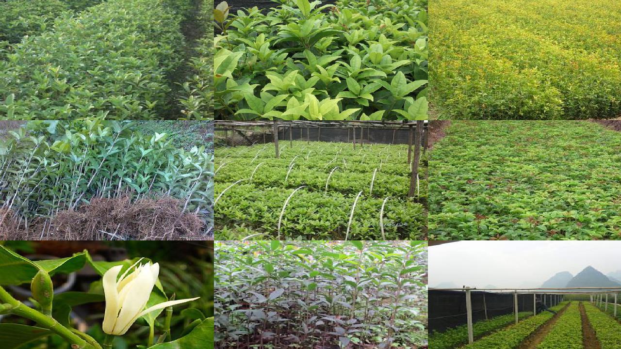 桂花苗价格:新疆桂花树主要病虫害防治策略分析1660666097634