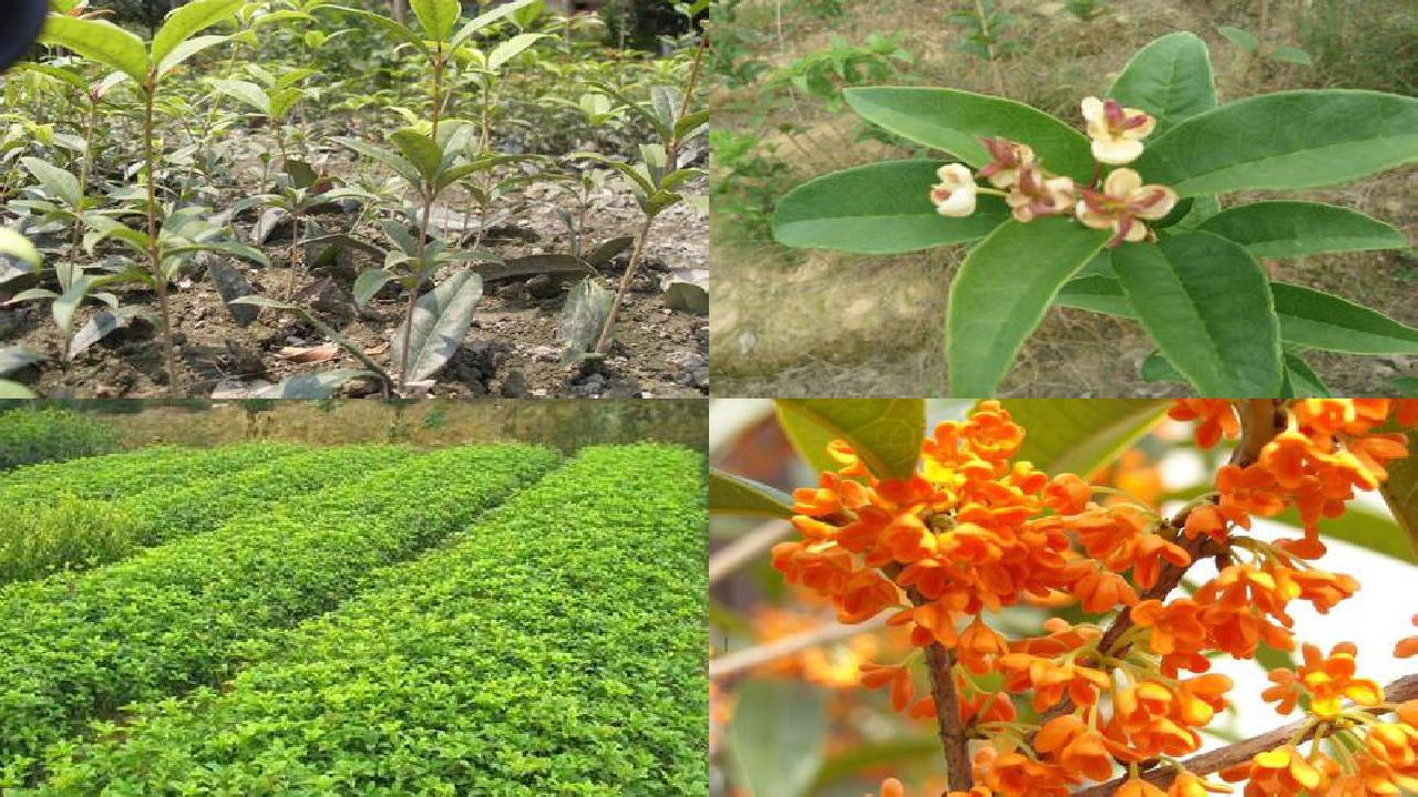 桂花苗价格:新疆桂花树主要病虫害防治策略分析1660666097656