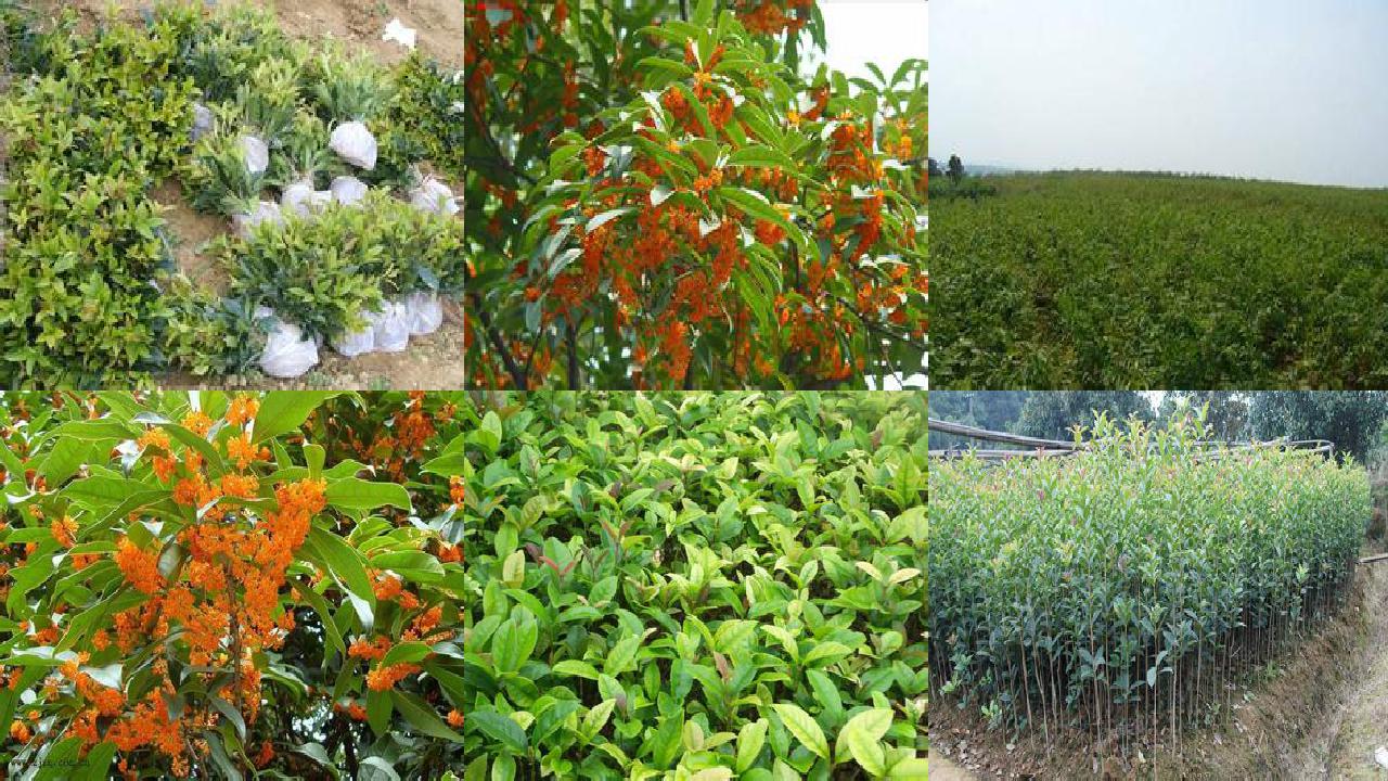 桂花苗价格[八招提高春栽桂花树成活率]