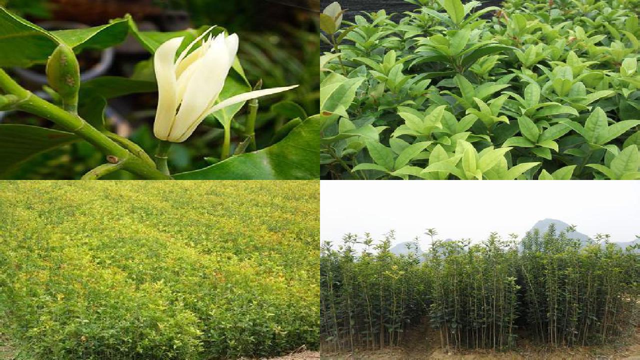 桂花苗价格(桂花中硝酸盐对心血管健康的改善作用)1660752696818