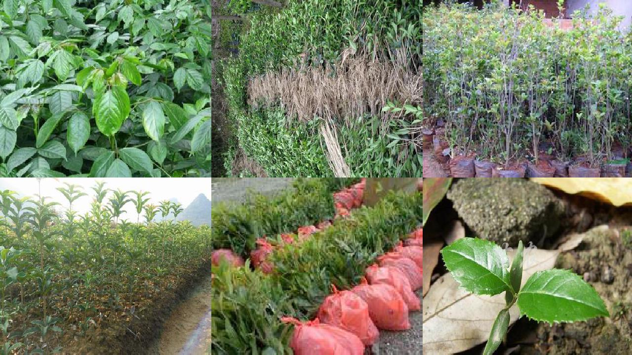 桂花苗价格-桂花和水果中农药残留检测的质量控制措施探讨1660752715613