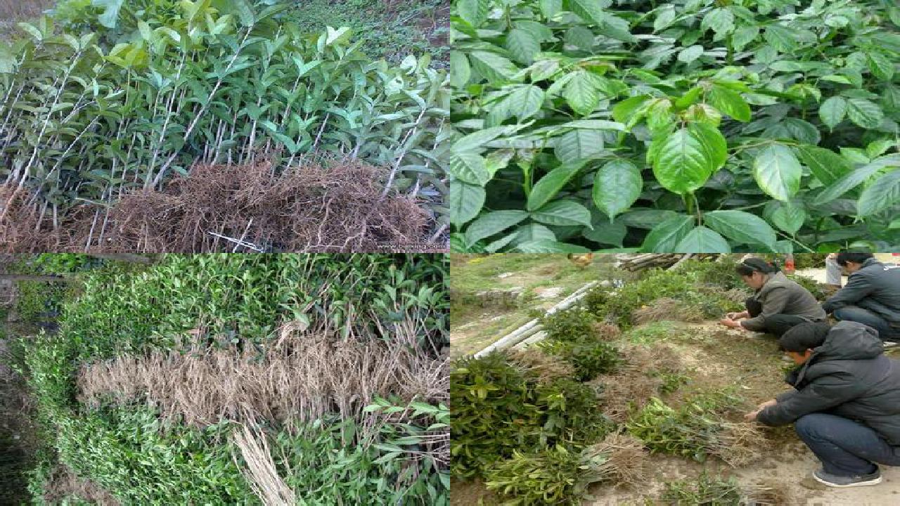 桂花苗价格-桂花和水果中农药残留检测的质量控制措施探讨1660752715624