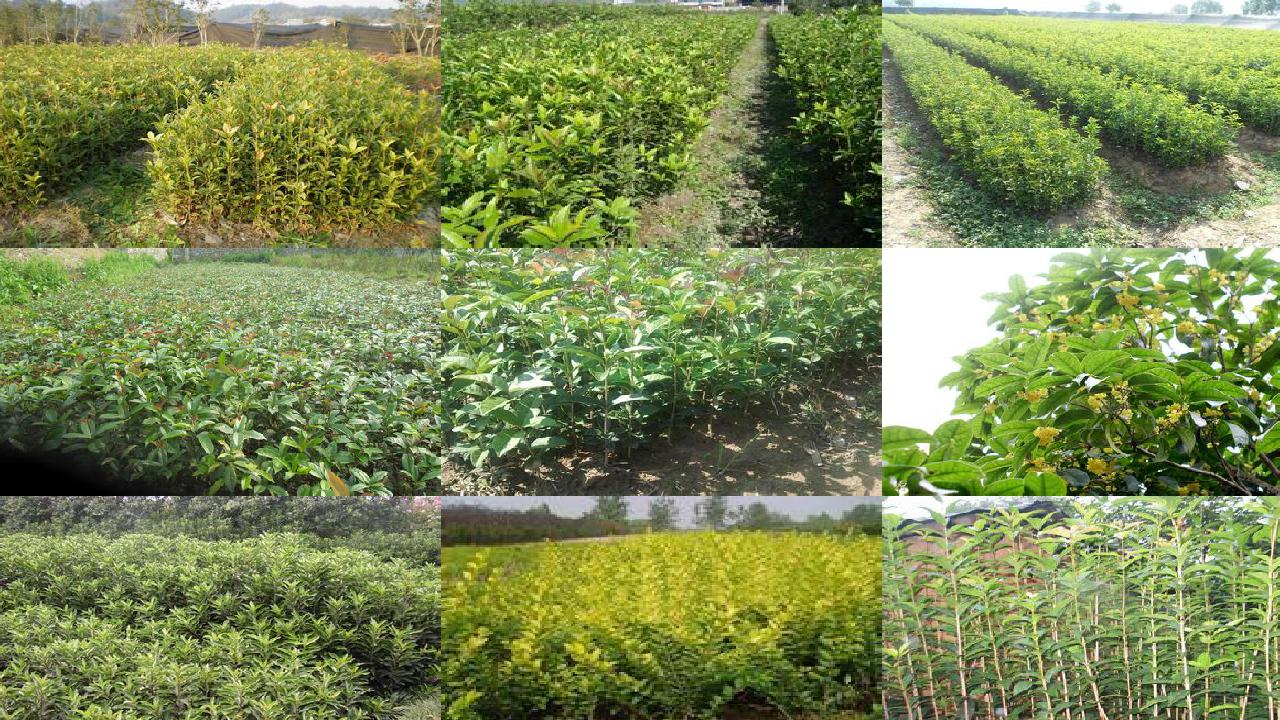 桂花苗价格_我的袖珍桂花树1660752732251 桂花苗价格_我的袖珍桂花树1660752732251