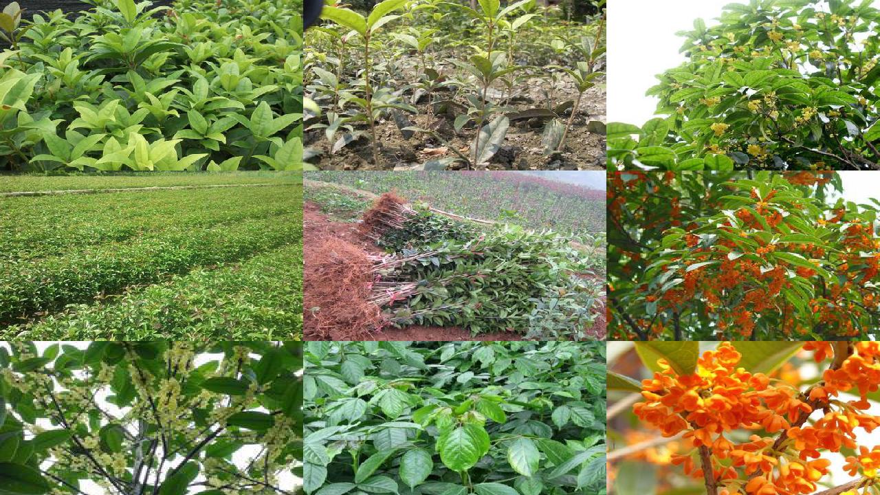 桂花苗价格_我的袖珍桂花树1660752732262 桂花苗价格_我的袖珍桂花树1660752732262