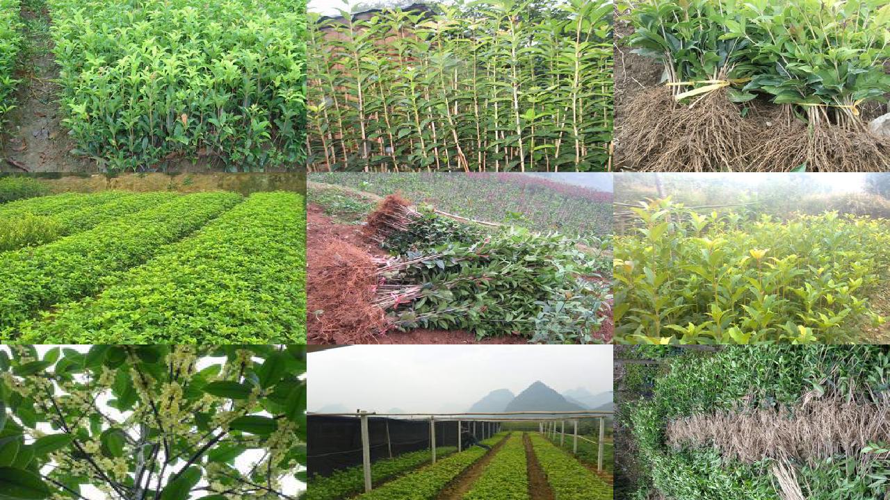 桂花苗价格_我的袖珍桂花树1660752732273 桂花苗价格_我的袖珍桂花树1660752732273