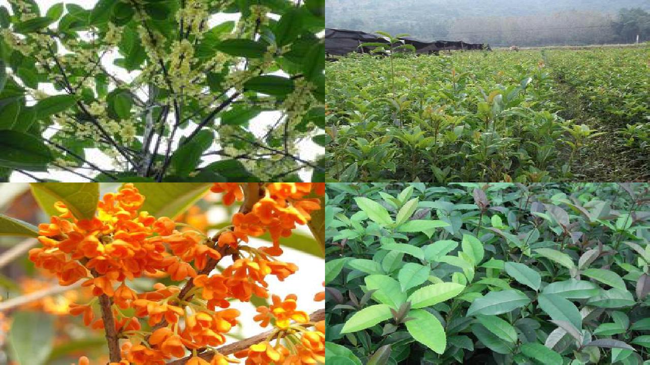 桂花苗价格_我的袖珍桂花树1660752732284 桂花苗价格_我的袖珍桂花树1660752732284