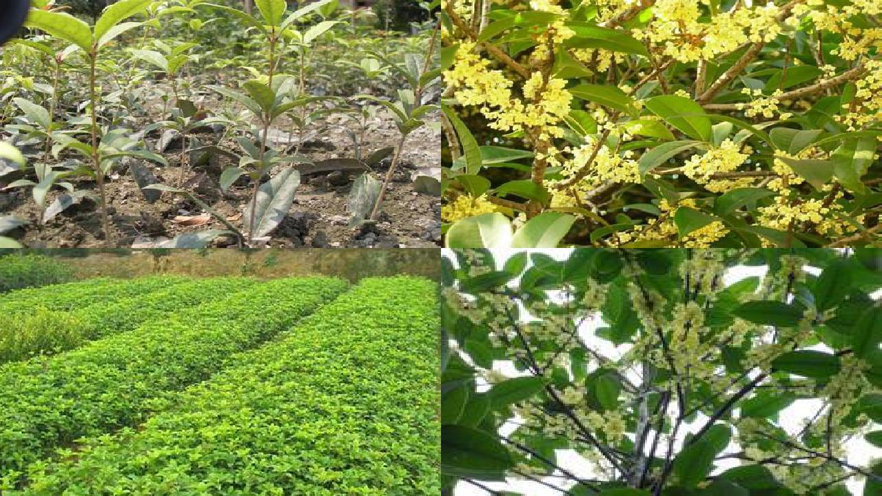 桂花苗价格-桂花树贮藏保鲜技术