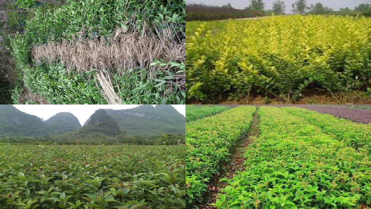 桂花苗价格[桂花单性结实遗传效应分析和新材料的选育]