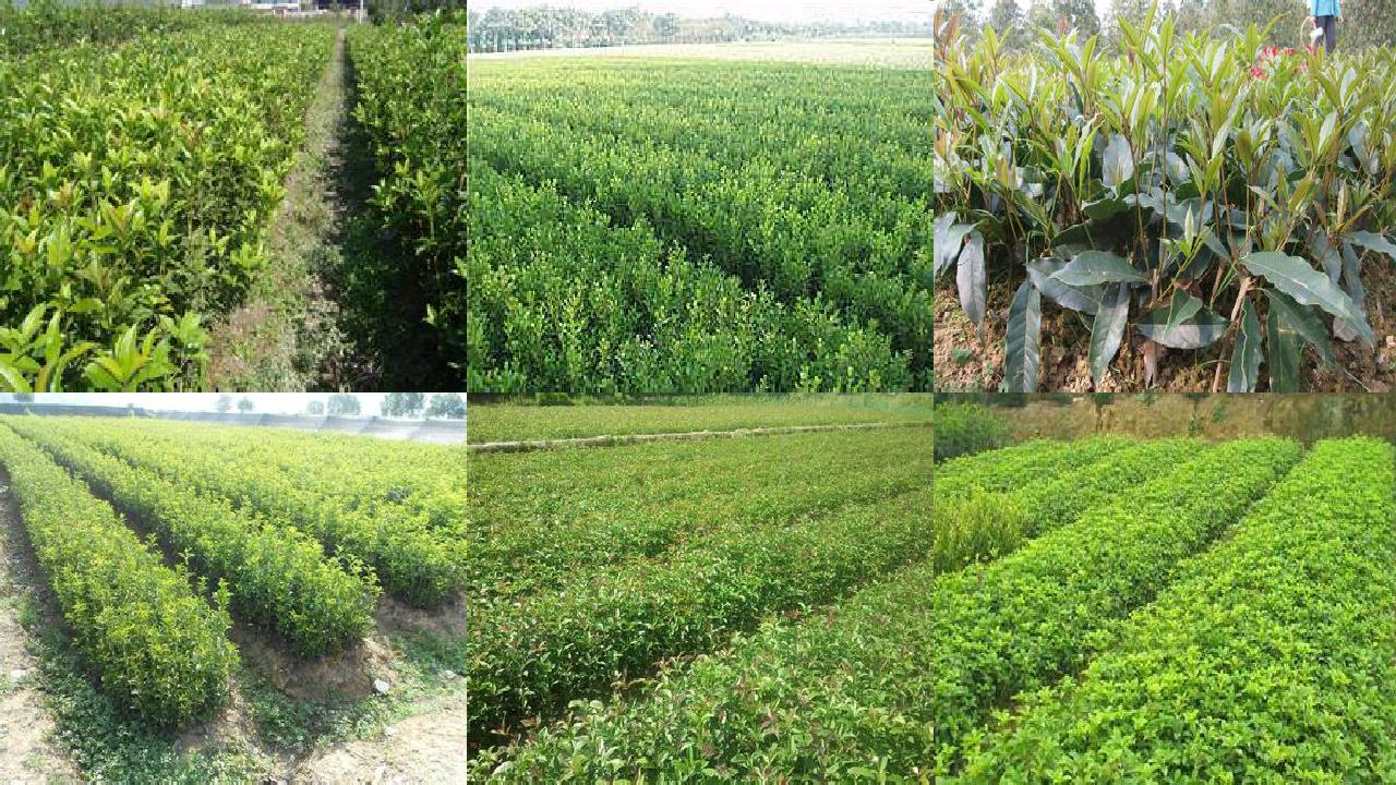 桂花苗价格[桂花单性结实遗传效应分析和新材料的选育]1660752776542
