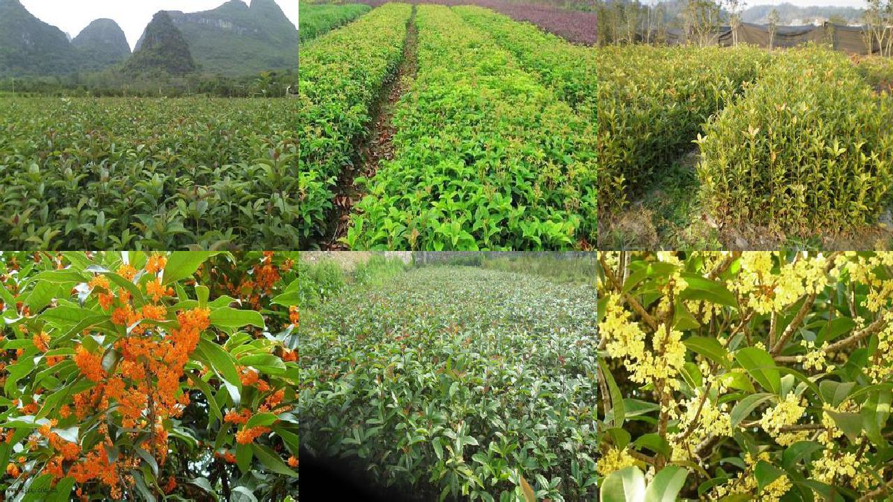 桂花苗价格[桂花单性结实遗传效应分析和新材料的选育]1660752776575
