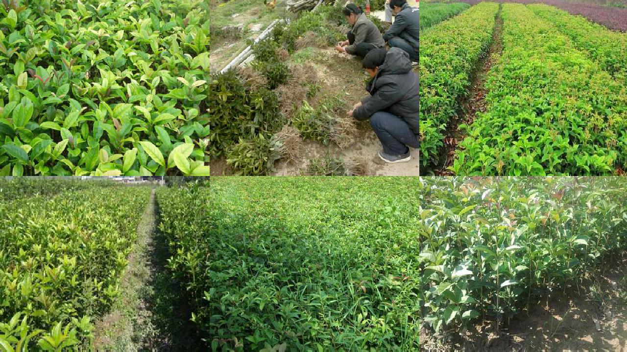 桂花规格大小怎么分别的1688609032862