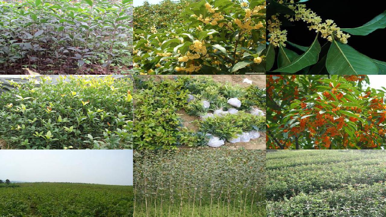 桂花苗价格(有机肥在桂花种植中的应用研究)1660752785374