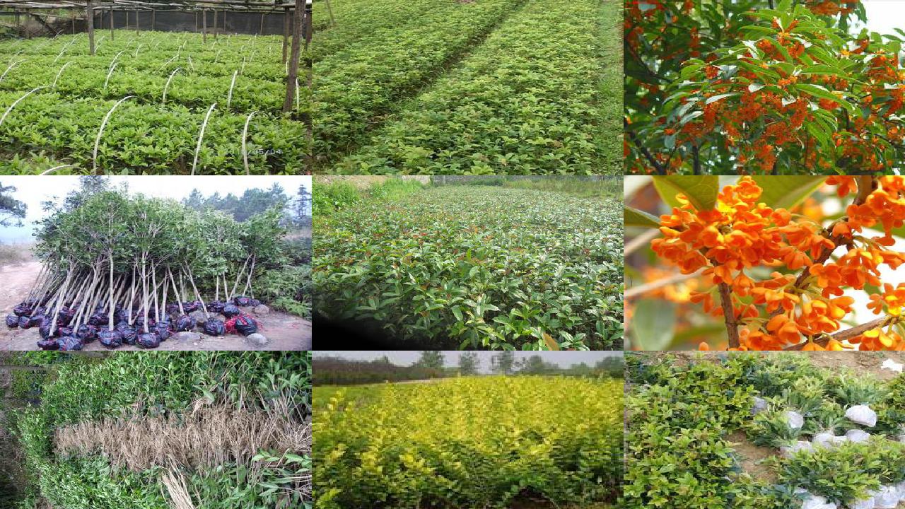 桂花苗价格(有机肥在桂花种植中的应用研究)1660752785385