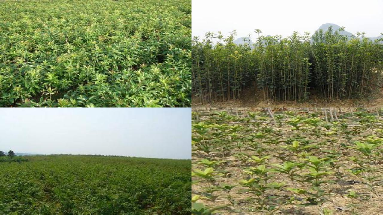 桂花苗价格「桂花栽培管理技术」1660752796179 桂花苗价格「桂花栽培管理技术」1660752796179