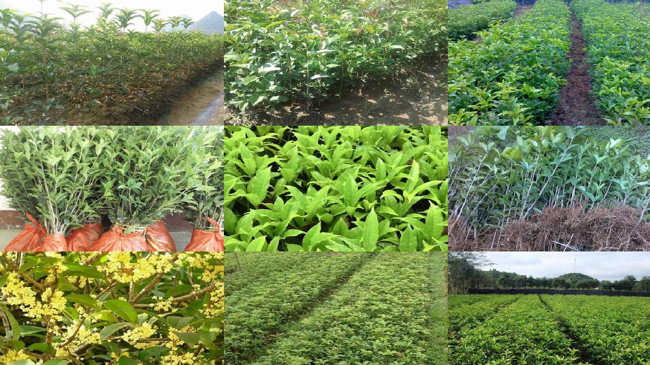 桂花树苗价格_新疆野生桂花李（Ｐｒｕｎｕｓ　ｃｅｒａｓｉｆｅｒａ）茎段与叶片培养及其植株再生