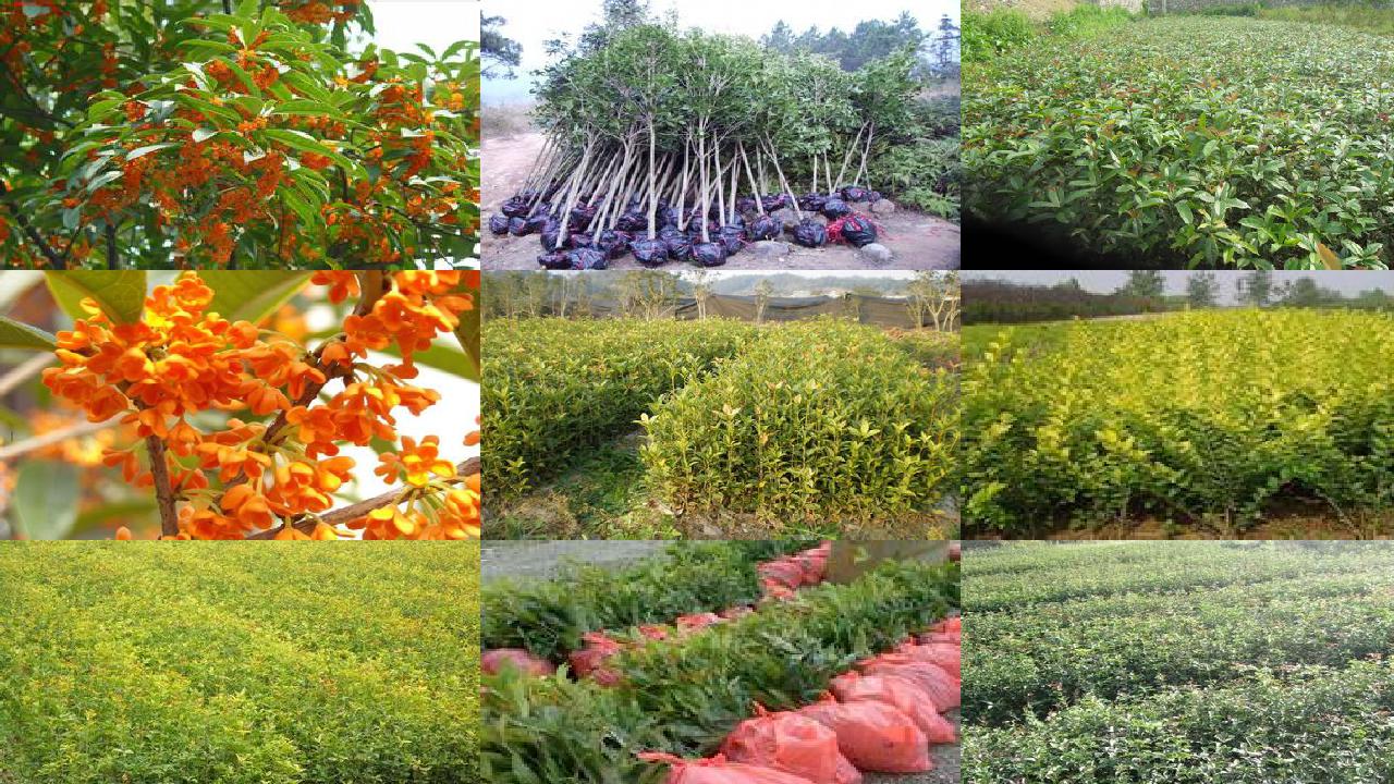桂花树苗价格_新疆野生桂花李（Ｐｒｕｎｕｓ　ｃｅｒａｓｉｆｅｒａ）茎段与叶片培养及其植株再生1660838726491