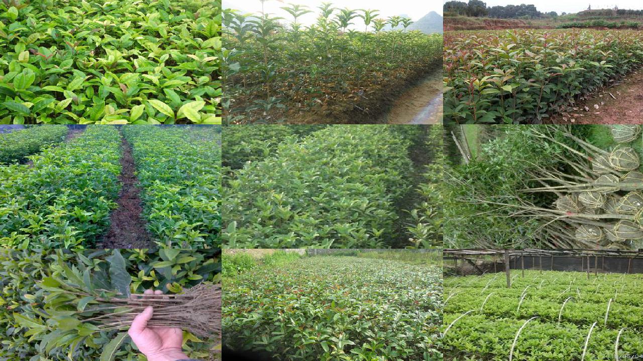 桂花树苗价格_新疆野生桂花李（Ｐｒｕｎｕｓ　ｃｅｒａｓｉｆｅｒａ）茎段与叶片培养及其植株再生1660838726502