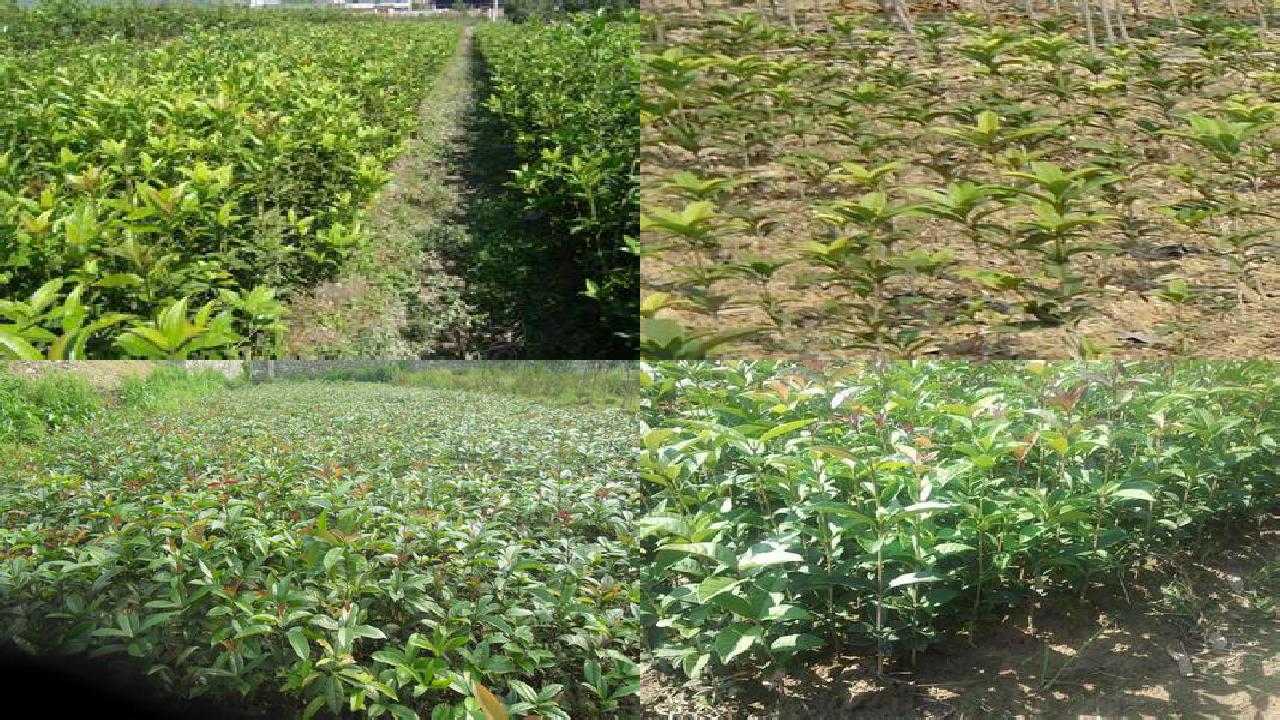 桂花树苗价格(捣蛋桂花树田)1660838740323 桂花树苗价格(捣蛋桂花树田)1660838740323