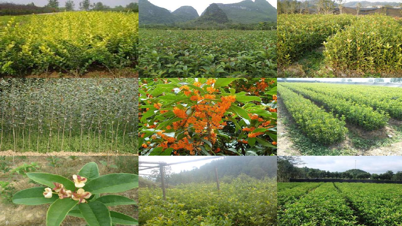 桂花树苗价格(捣蛋桂花树田)1660838740345 桂花树苗价格(捣蛋桂花树田)1660838740345