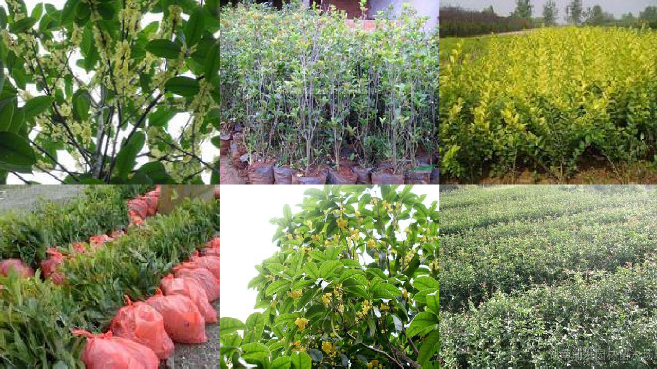 桂花树苗价格(捣蛋桂花树田)1660838740356 桂花树苗价格(捣蛋桂花树田)1660838740356