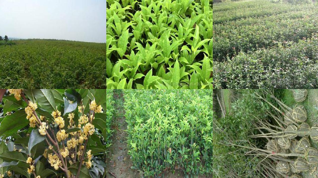 桂花树苗价格(捣蛋桂花树田)1660838740367 桂花树苗价格(捣蛋桂花树田)1660838740367