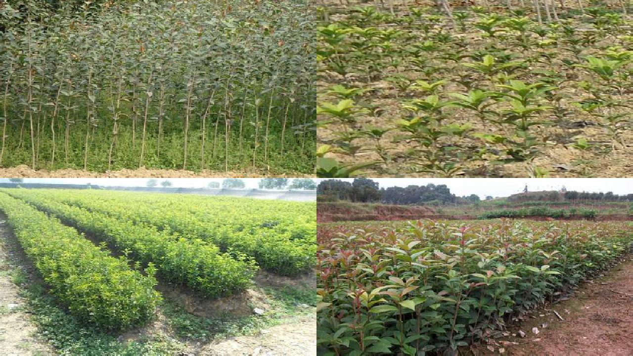 桂花树苗价格(桂花树到底能不能吃)1660838751146