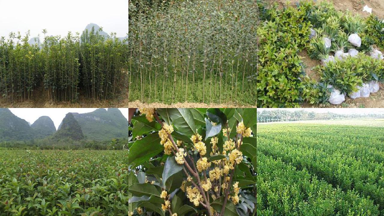 桂花树苗价格[桂花树快速枝接新技术等]1660838767146