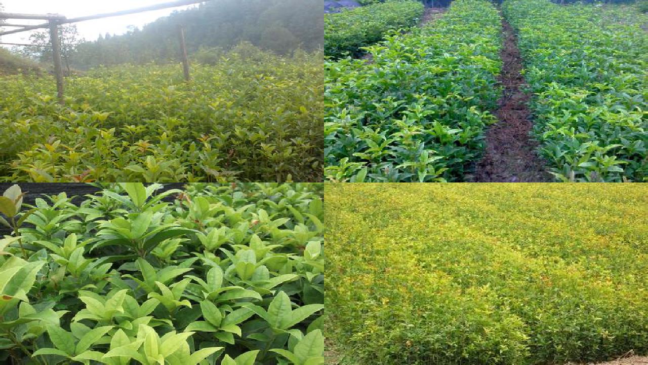 泡桂花水温多少度合适1689576771827