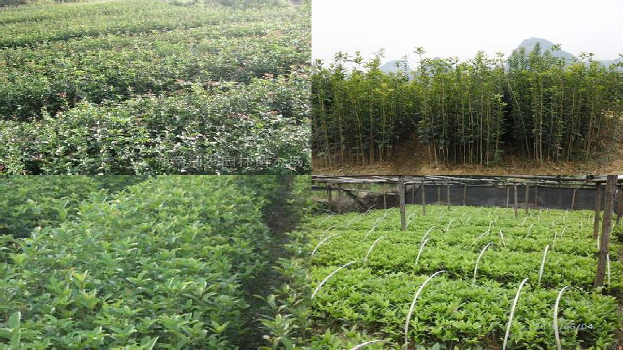 桂花树苗价格[桂花树快速枝接新技术等]1660838767190