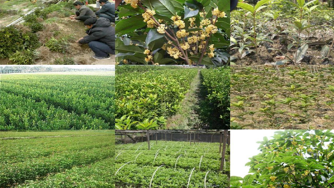 桂花树苗价格[保护地专用桂花新品种潍科红5号的选育]