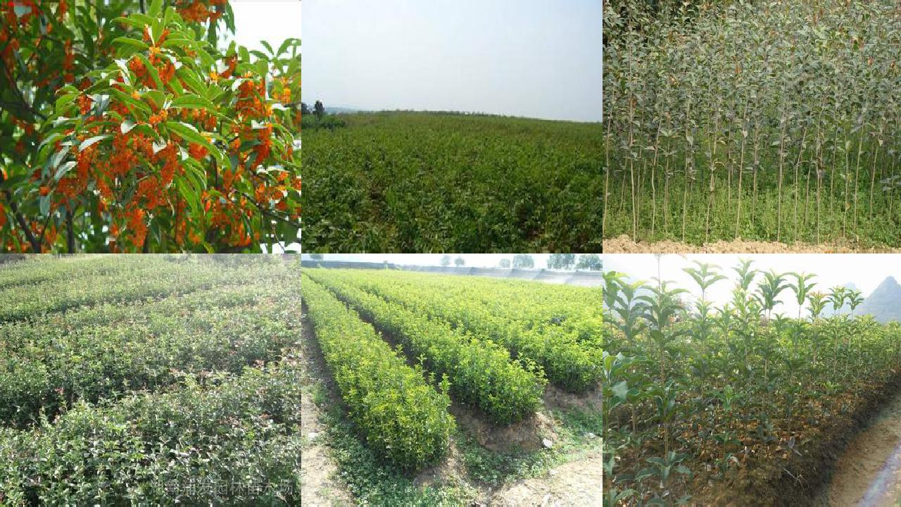 桂花树苗价格:桂花树栽培技术与果实品质相关性分析