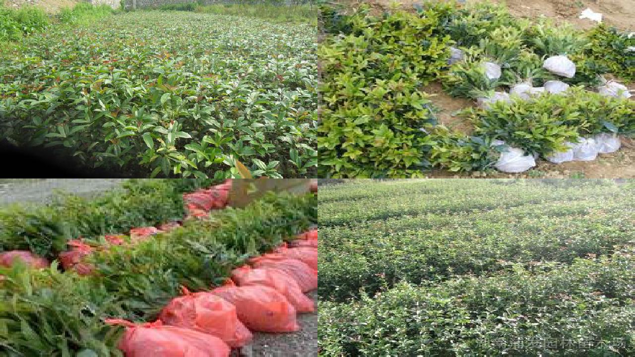 桂花树苗价格:桂花树栽培技术与果实品质相关性分析1660838826161