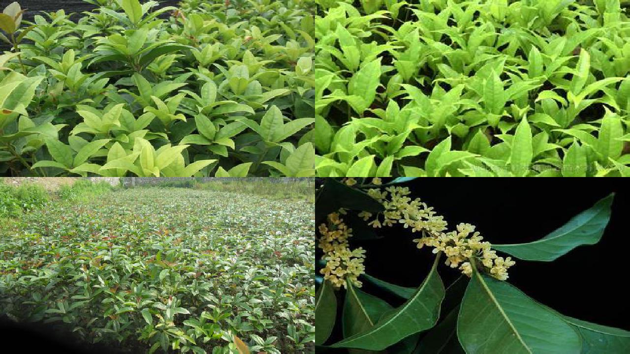 桂花树苗价格:桂花树栽培技术与果实品质相关性分析1660838826172