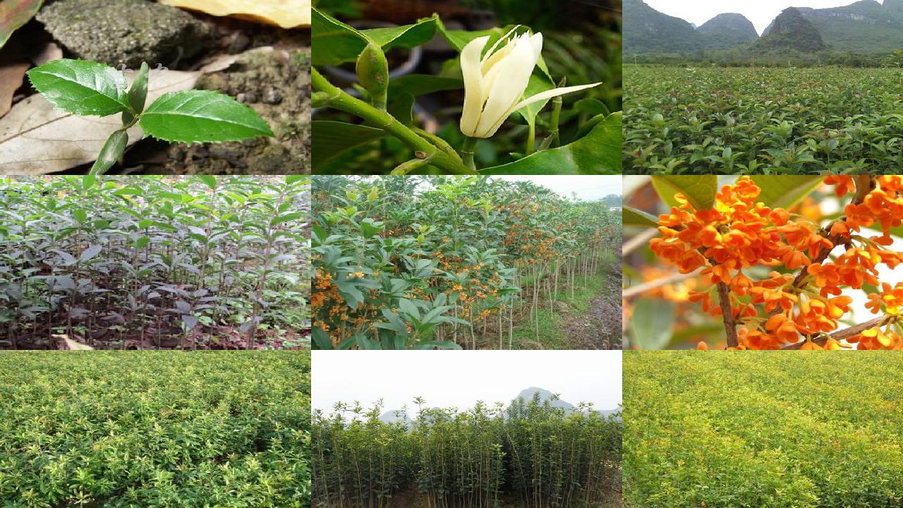 桂花泡茶做法1689577172478