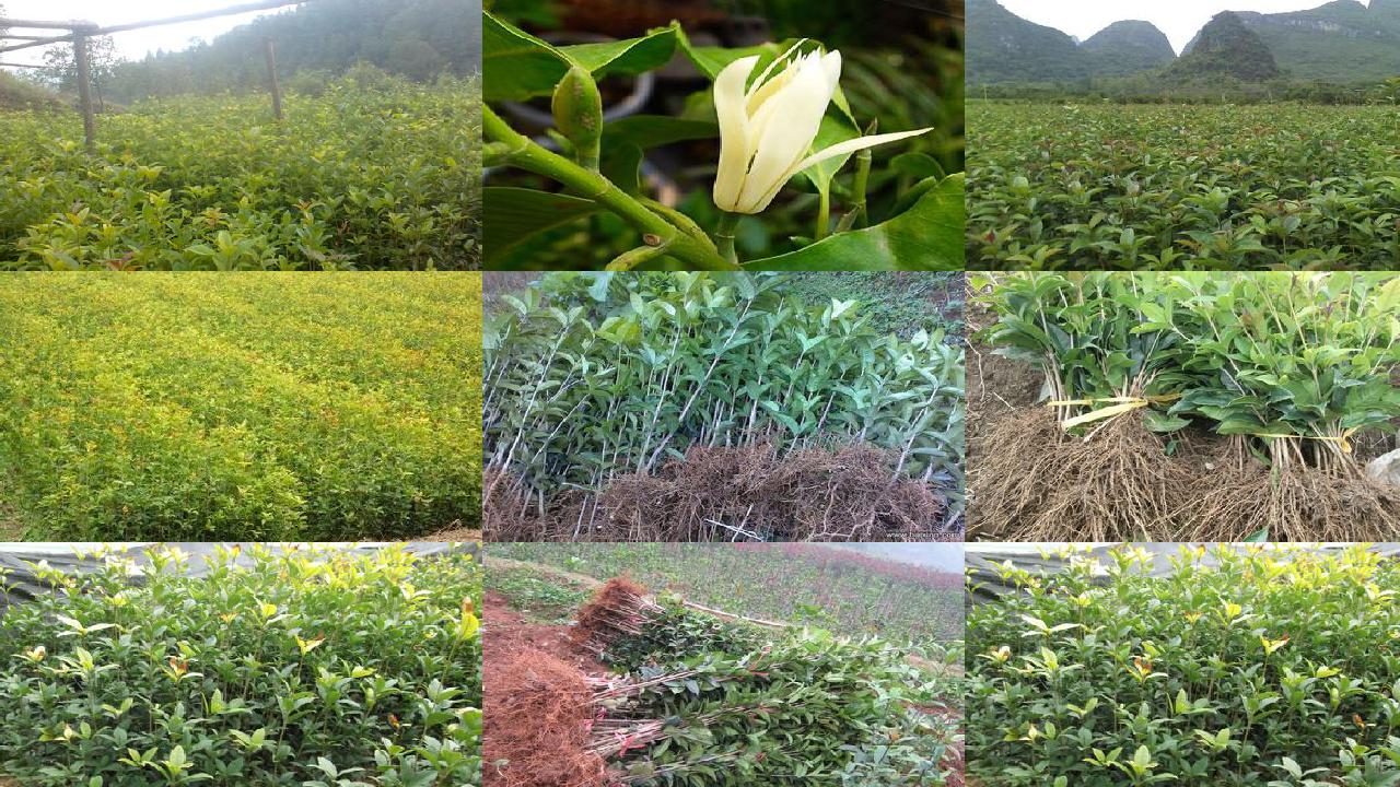 桂花树苗价格_园艺桂花树中的问题及园艺技术分析