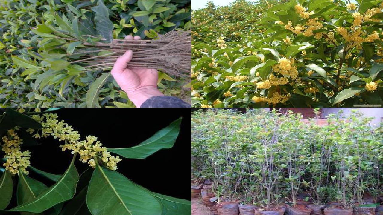 一棵桂花树能收多少桂花籽1690245182124