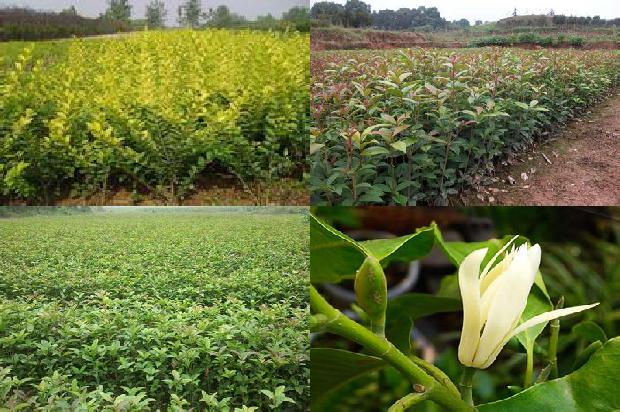 桂花苗-桂花树苗木栽植技术新观点