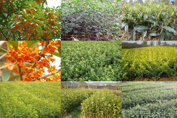 桂花苗-桂花树苗木栽植技术新观点1660925155433
