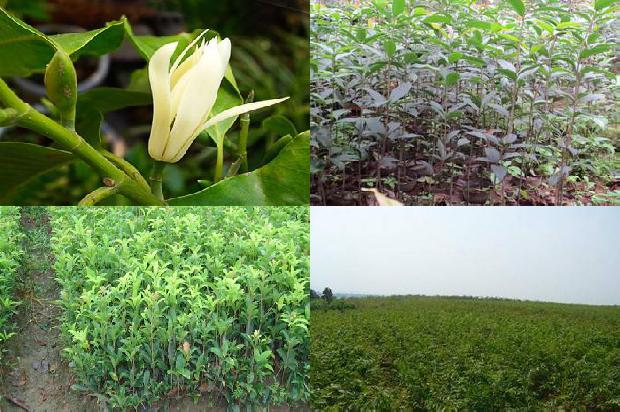 桂花苗-桂花树苗木栽植技术新观点1660925155444
