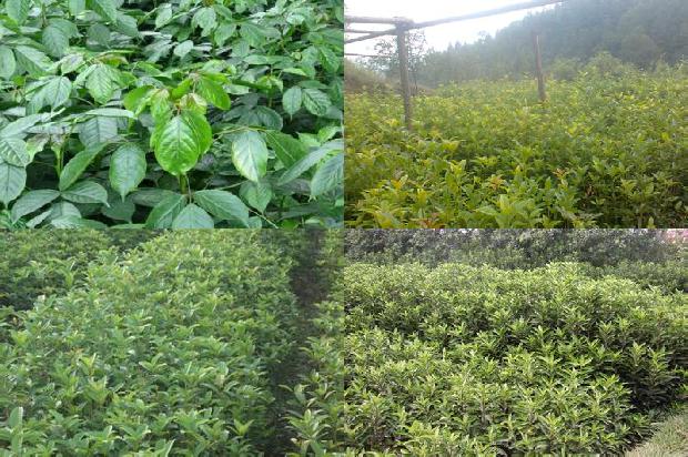 桂花苗:桂花树保鲜储藏五法