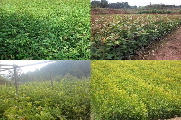 桂花苗:芽孢杆菌 NH-8对桂花根结线虫病的生防效果1660925193044