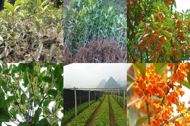 桂花树价格「桂花使用不同处理方式对农药残留影响的研究」