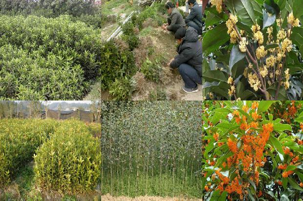 桂花树价格「桂花使用不同处理方式对农药残留影响的研究」1661011540965