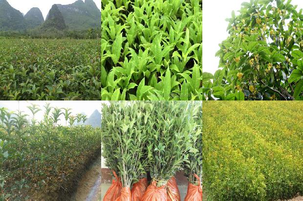 桂花树价格-提高桂花树嫁接成活率的方法1661011646159