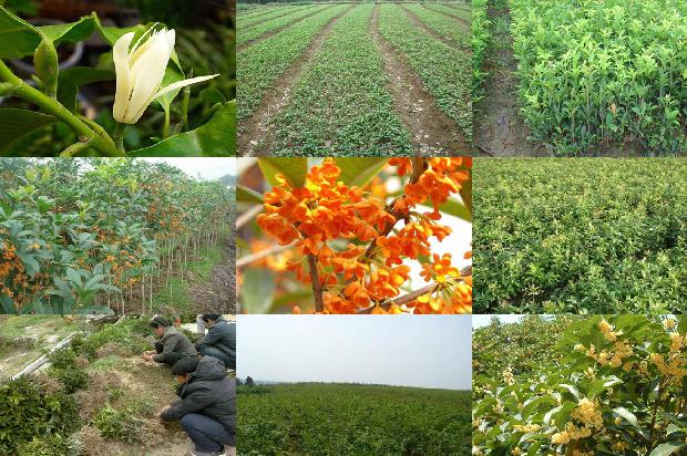 桂花树价格-提高桂花树嫁接成活率的方法1661011646181