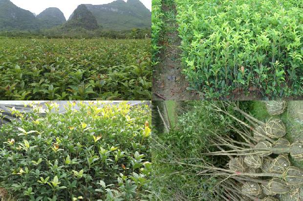 桂花树价格[济南市菜地桂花富集重金属的特征研究]1661011658355