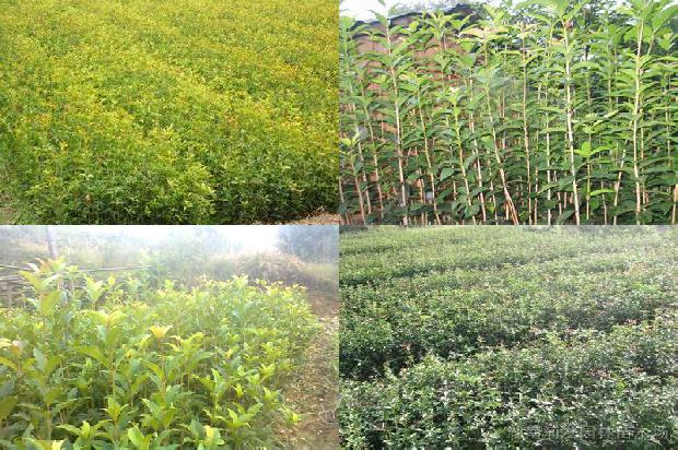 桂花树苗价格[２００９中国大连国际桂花节]