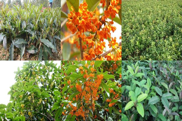 桂花树苗价格:再好的香水也斗不过桂花盒子1661098021790 桂花树苗价格:再好的香水也斗不过桂花盒子1661098021790